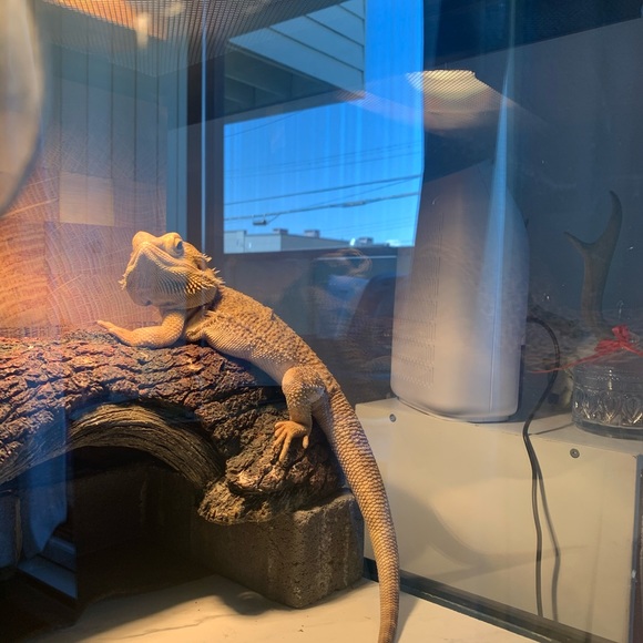 🎈HOST PICK🎈| Fish/Reptile Structure - Picture 3 of 6